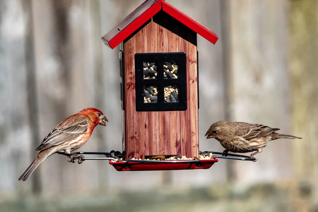 Smart Bird Feeders Put to the Test: Which Ones Are Worth the Cost?