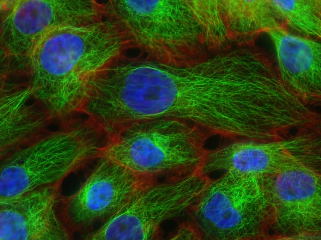 Reprogramming cells to reverse aging gains traction in biotech