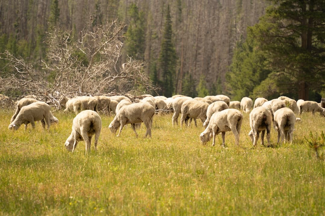New Public Lands Grazing Rules Aim to Increase Livestock on 155 Million Acres